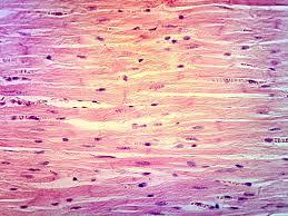 Nerve tissue under microscope