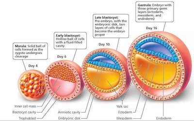 Germ layers and their derivatives