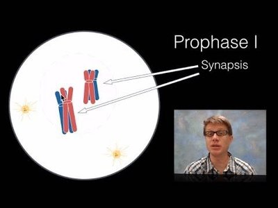 Diagram of Prophase I showing synapsis of homologous chromosomes