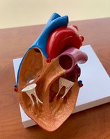 Heart model showing internal structures