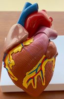 External heart model with coronary vessels