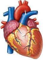 External anatomy of the heart with labeled vessels