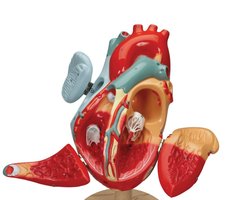 Heart model showing pectinate muscles in auricle