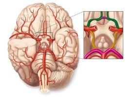 Circle of Willis diagram