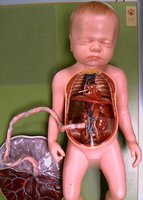 Fetal circulation model with placenta and umbilical vessels