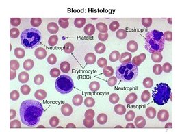 Blood histology slide with labeled cell types