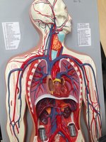 Major arteries and veins of the upper limb