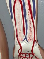 Palmar arches of the hand