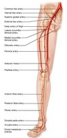 Major arteries of the lower limb