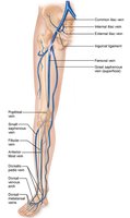 Major veins of the lower limb