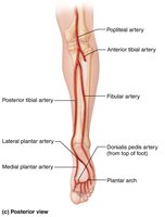 Posterior view of lower limb arteries
