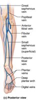 Posterior view of lower limb veins