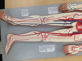 Model of lower limb arteries and veins
