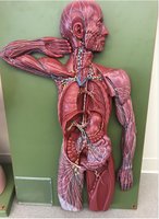 Lymphatic system with labeled nodes and ducts