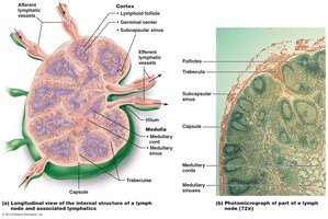Lymphatic system model