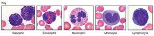 Key images of leukocyte types: basophil, eosinophil, neutrophil, monocyte, lymphocyte