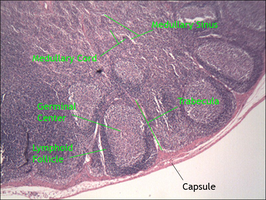 Histology of a lymph node