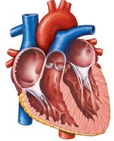Internal anatomy of the heart