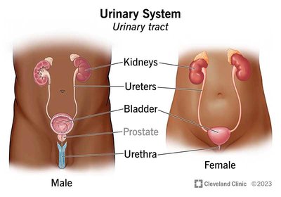 Diagram of male and female urinary tracts