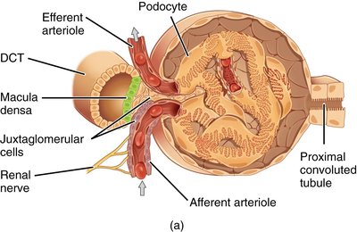 Juxtaglomerular apparatus and associated cells