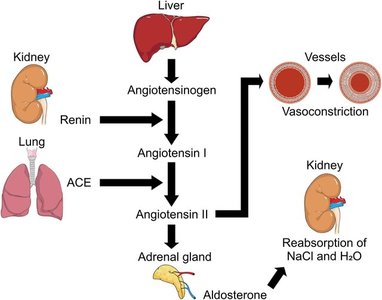 RAAS pathway diagram
