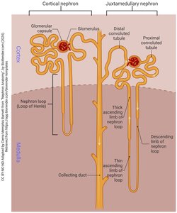 Peritubular capillaries and nephron structure