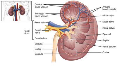 Anatomy of the kidney with labeled structures