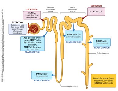 Reabsorption and secretion in the nephron