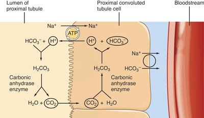 Bicarbonate reabsorption mechanism in PCT