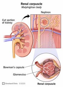 Renal corpuscle showing glomerulus and Bowman's capsule