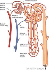 Nephron structure with labeled tubules and blood vessels