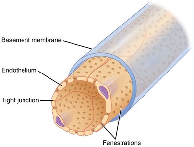 Structure of fenestrated capillaries