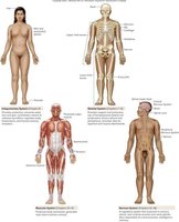 Diagram of major human organ systems