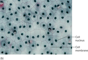Simple squamous epithelium under microscope