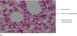 Simple cuboidal epithelium under microscope