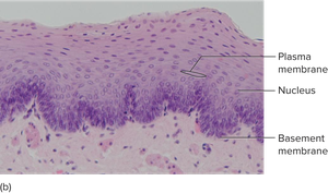 Stratified squamous epithelium under microscope