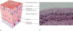Pseudostratified columnar epithelium under microscope