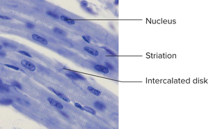 Cardiac muscle tissue under microscope