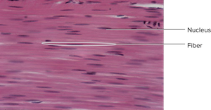 Smooth muscle tissue under microscope