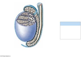 Diagrammatic view of the epididymis showing head, body, and tail