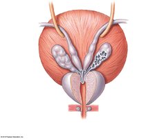 Posterior view of the urinary bladder and prostate showing ductus deferens and accessory glands