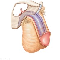 Anatomy of the penis showing erectile tissues