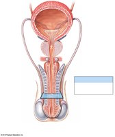 Frontal section through the penis and associated organs