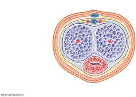 Sectional view through the penis showing arteries, veins, and erectile tissue
