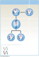 Fate of homologous chromosomes during mitosis