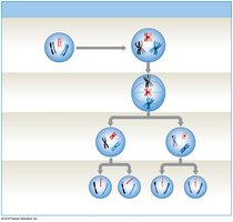 Fate of homologous chromosomes during meiosis
