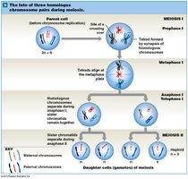Key steps in meiosis