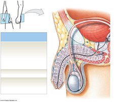 Sagittal section of the male reproductive system showing major structures
