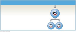 Meiosis I in spermatogenesis