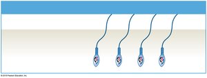 Spermiogenesis: maturation of spermatids into sperm